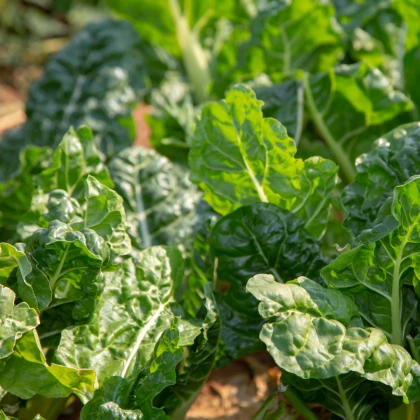 BIO Špenát setý Matador - Spinacia oleracea - bio semena špenátu - 75 ks