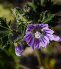 Sléz lesní - Malva sylvestris - semena slézu - 10 ks