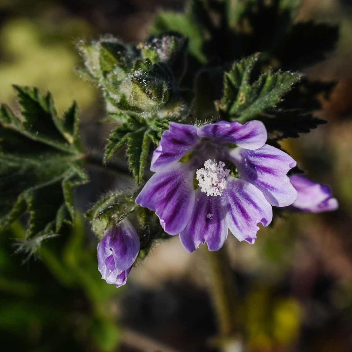 Sléz lesní - Malva sylvestris - semena slézu - 10 ks