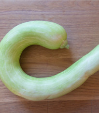 Tykev velkoplodá Tromba d Albenga - Cucurbita moschata - semena cukety - 6 ks
