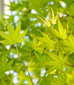 Javor dlanitolistý - Acer palmatum - semena javoru - 5 ks