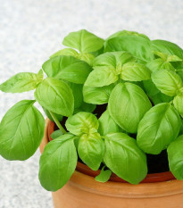 BIO Bazalka zelená - Ocimum basilicum - bio semena bazalky - 200 ks