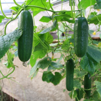 Okurka salátová Picolino F1 - Cucumis sativus - semena okurky - 4 ks