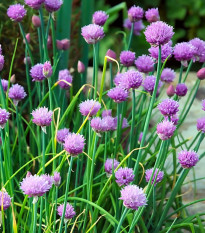 Pažitka pobřežní Staro - Allium schoenoprasum - semena pažitky - 40 ks