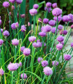 Pažitka pobřežní Staro - Allium schoenoprasum - semena pažitky - 40 ks