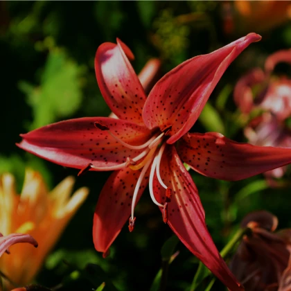 Lilie Zlatohlávek Maroon King - Lilium - cibule lilie - 1 ks