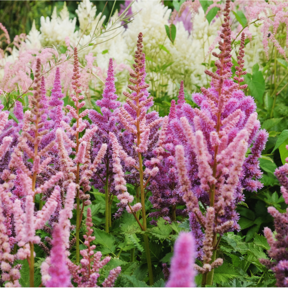 Čechrava arendsii Showstar směs barev - Astilbe arendsii - semena čechravy - 10 ks