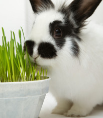 Tráva pro králíky - semena Golden Line - směs - 15 g