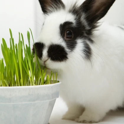 Tráva pro králíky - semena Golden Line - směs - 15 g