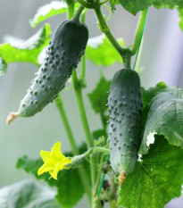 Okurka nakládačka Hokus - Cucumis sativus - semena okurky - 15 ks