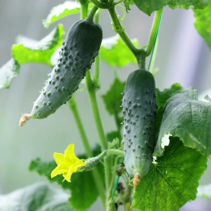 Okurka nakládačka Hokus - Cucumis sativus - semena okurky - 15 ks