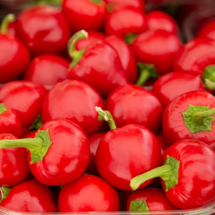 Paprika rajčinová Ontara - Capsicum annuum - semena - 40 ks