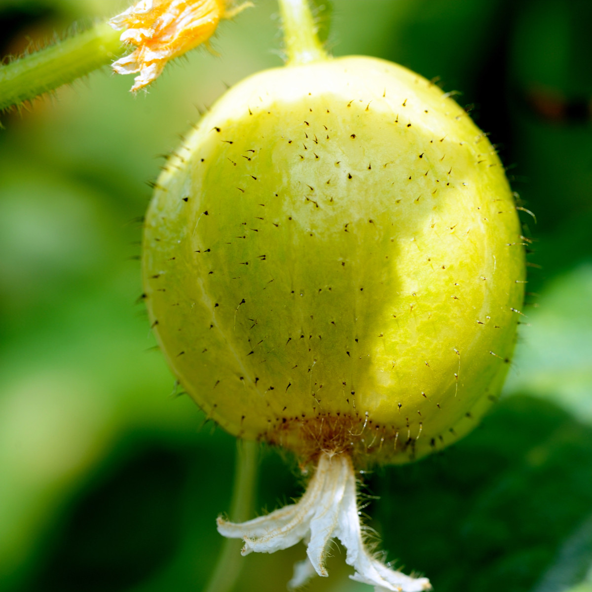 Okurka Lemon - Cucumis sativus - semena okurek - 10 ks