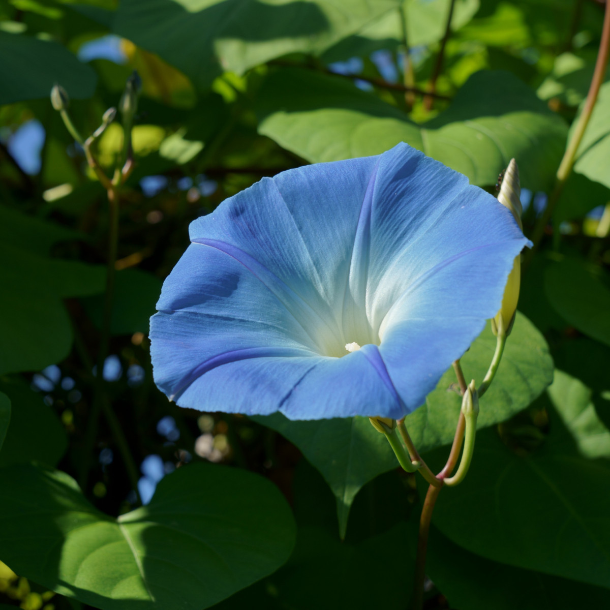 Povíjnice modrá - Ipomoea rubro-coerulea - semena povíjnice - 25 ks