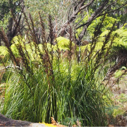 Ozdobný rákos - Gahnia filum - semena ozdobného rákosu - 10 ks