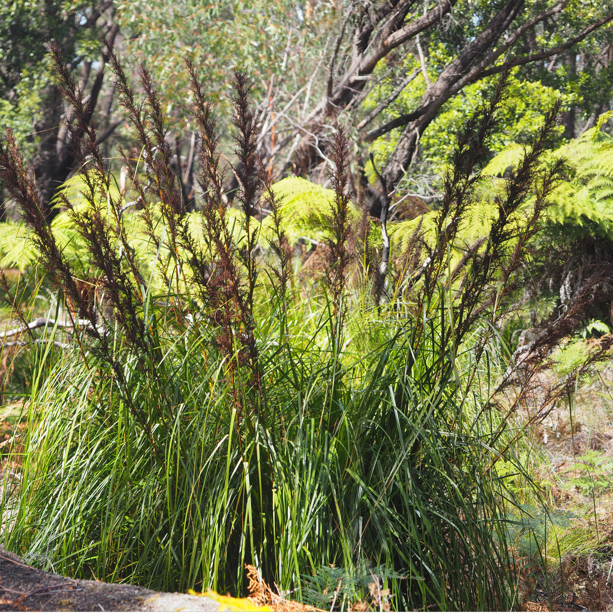Ozdobný rákos - Gahnia filum - semena ozdobného rákosu - 10 ks