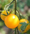 Goldkrone paradicsom – Solanum lycopersicum – paradicsom magok – 20 db