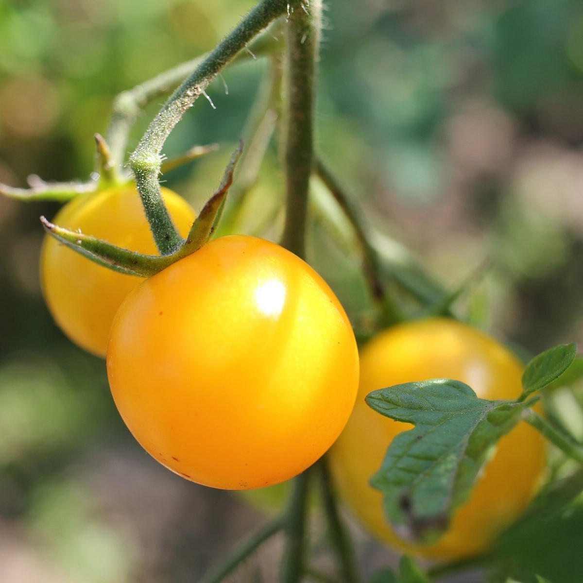 Goldkrone paradicsom – Solanum lycopersicum – paradicsom magok – 20 db