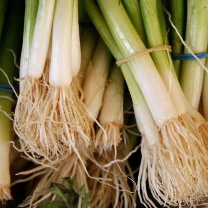 Cibule zimní svazková Freddy - Allium fistulosum - semena cibule - 250 ks