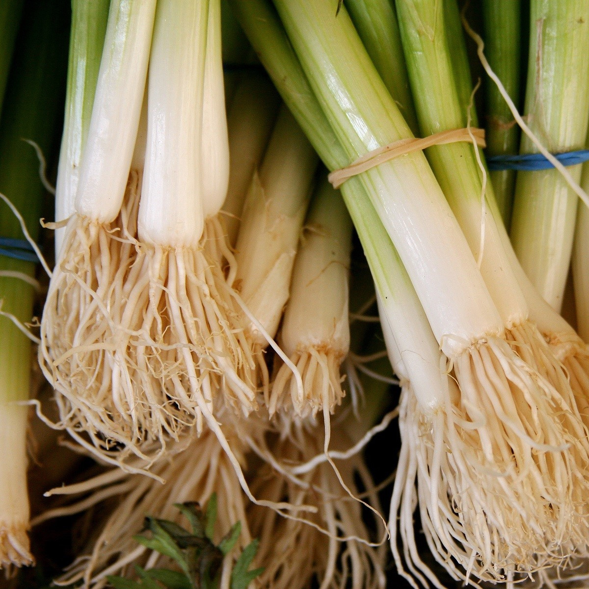 Cibule zimní svazková Freddy - Allium fistulosum - semena cibule - 250 ks