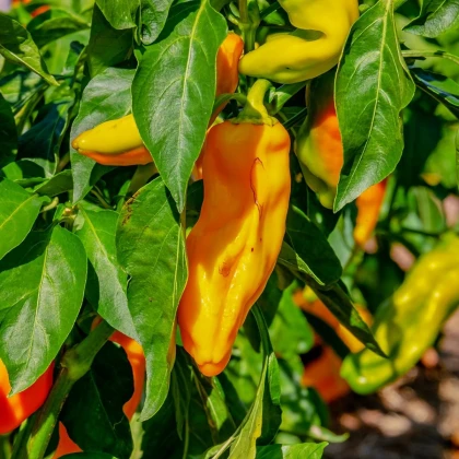 Paprika oranžová Ornela - Capsicum annuum - semena papriky - 50 ks