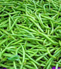 Fazole Neckarkönigin - Phaseolus vulgaris - semena fazole - 30 ks
