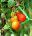 Rajče Červená hruška - Solanum lycopersicum - semena rajčete - 7 ks