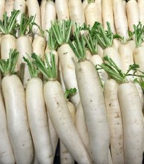 Ředkev Alabaster F1 - Raphanus sativus - semena ředkve - 100 ks