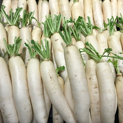 Ředkev Alabaster F1 - Raphanus sativus - semena ředkve - 100 ks