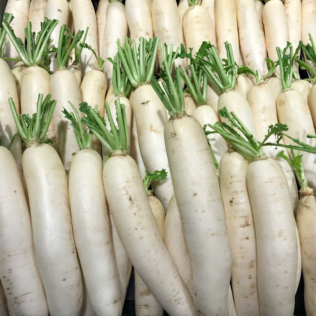 Ředkev Alabaster F1 - Raphanus sativus - semena ředkve - 100 ks