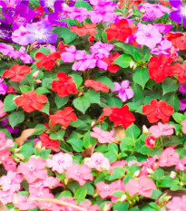 Netýkavka Balzamína směs barev - Impatiens balsamina - semena netýkavky - 100 ks