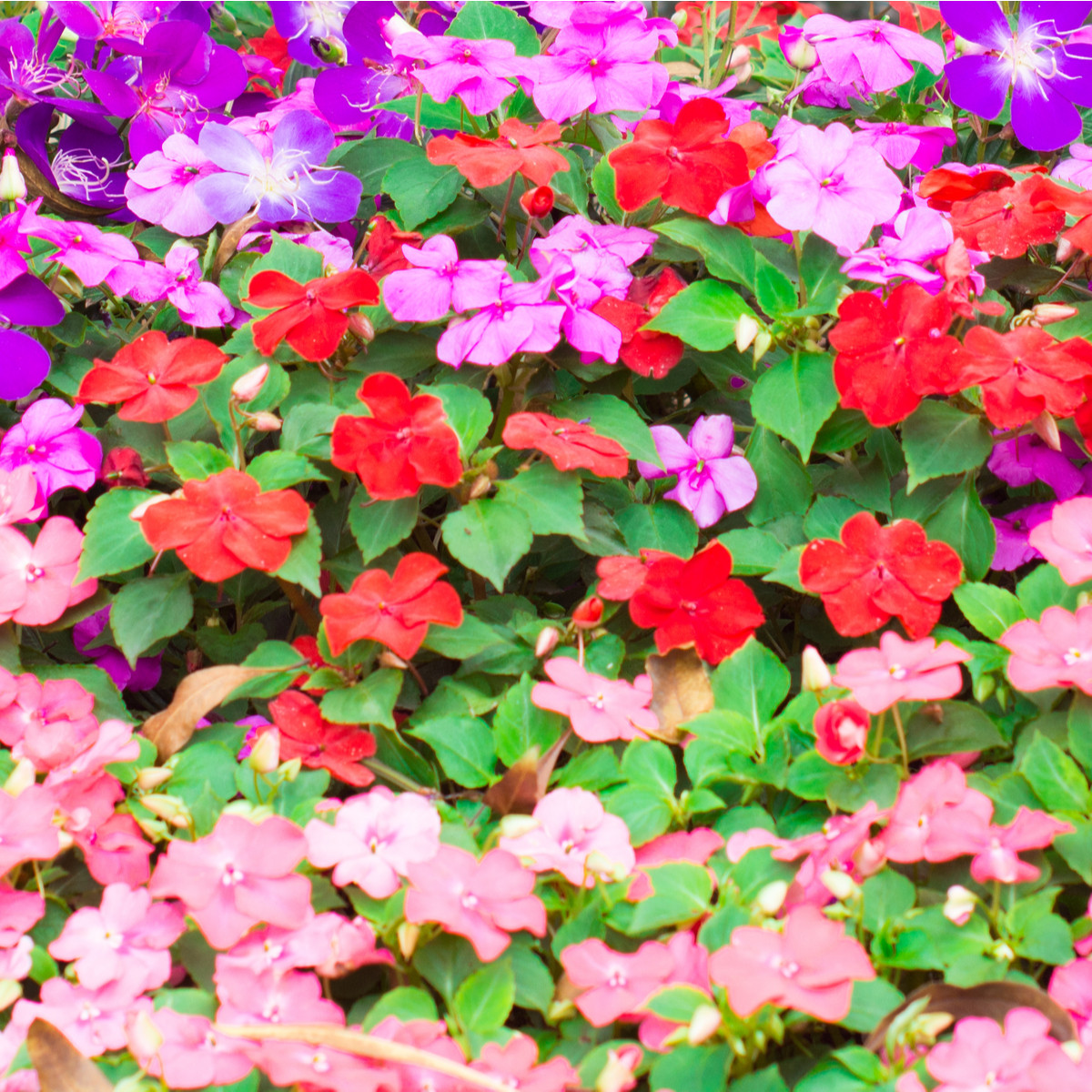 Netýkavka Balzamína směs barev - Impatiens balsamina - semena netýkavky - 100 ks