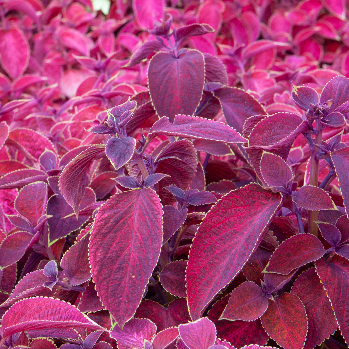 Africká kopřiva Wizard Velvet Red - Coleus blumei - semena africké kopřivy - 30 ks