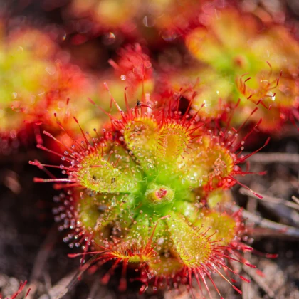 Rosnatka dielsiana - Drosera dielsiana - semena - 15 ks