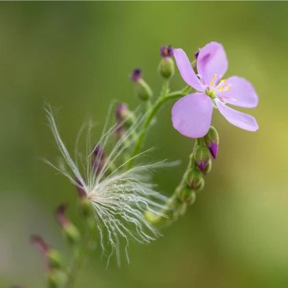 Rosnatka dielsiana - Drosera dielsiana - semena - 15 ks