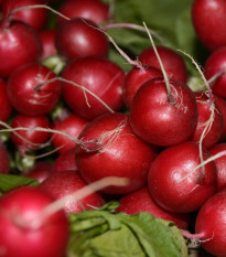 Ředkvička Primara F1 - Raphanus sativus - semena ředkvičky - 200 ks