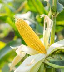 Kukuřice Luminox F1 - Zea mays - semena kukuřice - 20 ks