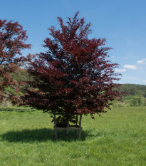 Buk lesní Atropurpurea - Fagus sylvatica atropurpurea - semena buku - 7 ks