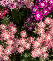 Plaménka Drummondova vysoká směs - Phlox drum. mix - semena plaménky - 100 ks