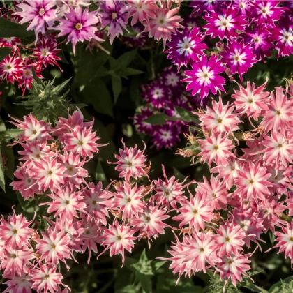 Plaménka Drummondova vysoká směs - Phlox drum. mix - semena plaménky - 100 ks