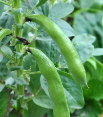 Bob obecný Piccola - Vicia faba - semena bobu - 20 ks