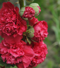 Chaters Scarlet rózsaszín mályva – Alcea rosea – mályva magok – 30 db