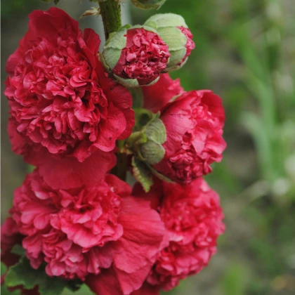 Chaters Scarlet rózsaszín mályva – Alcea rosea – mályva magok – 30 db