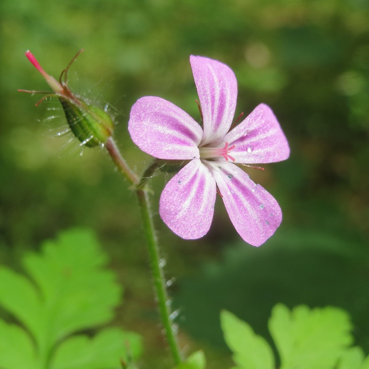 BIO Kakost smrdutý - Geranium robertianum - bio semena kakostu - 10 ks - ukončený