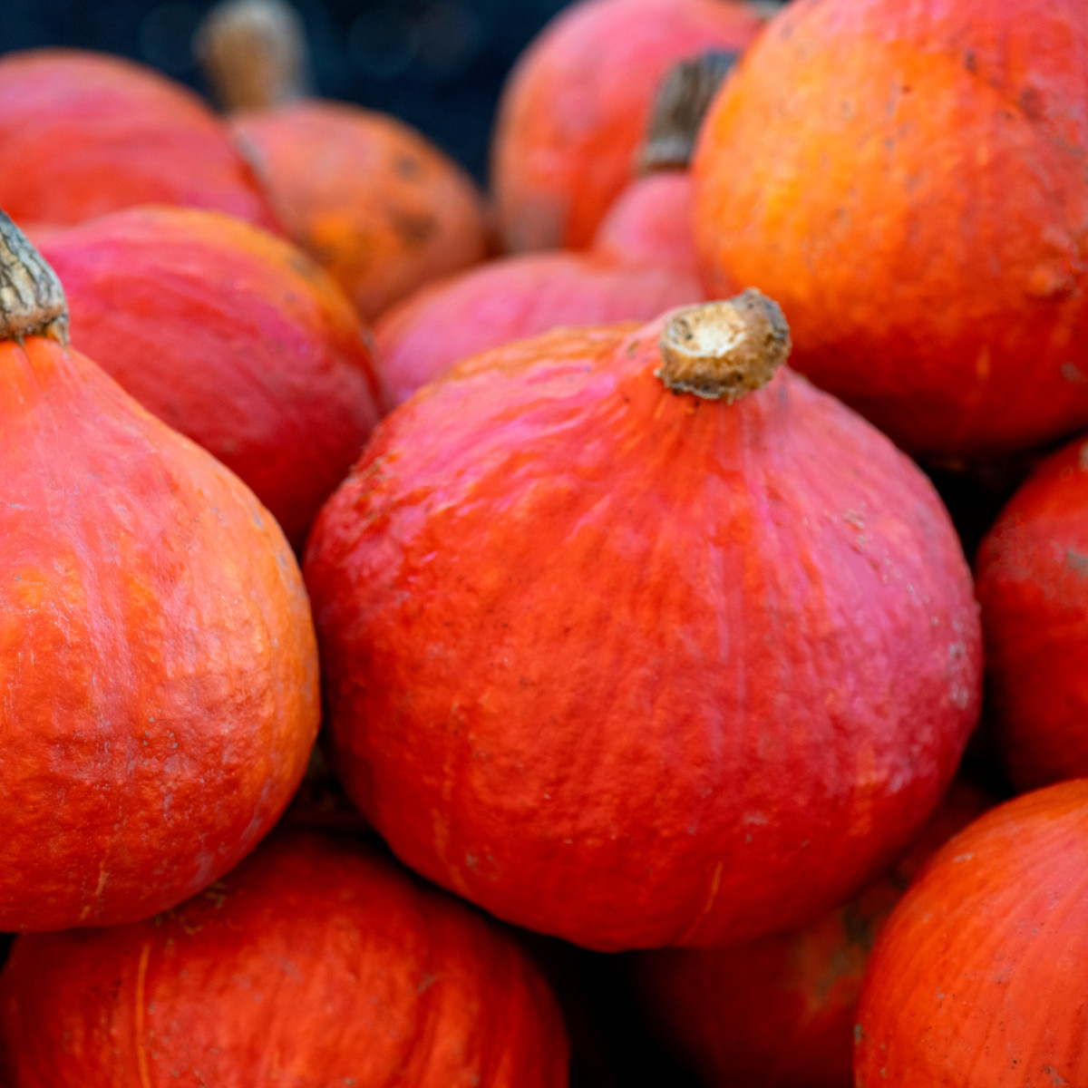 BIO Dýně Fictor - Cucurbita maxima - bio semena dýně - 8 ks