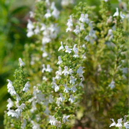 Saturejka horská Bolero - Satureja montana - semena saturejky - 500 ks