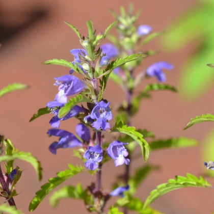 Včelník moldavský - Dracocephalum moldavica - semena včelníku - 200 ks