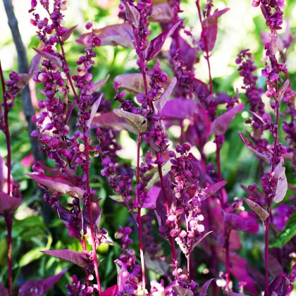 Lebeda zahradní Scarlet - Atriplex hortensis - semena lebedy - 60 ks