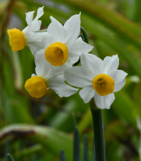 Narcis Canaliculatus - Narcissus - cibule narcisu - 3 ks