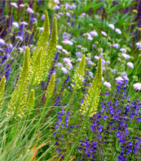 Bylinková vonička - semena Planta Naturalis - směs - 50 g